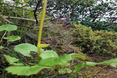 Cremanthodium decaisnei